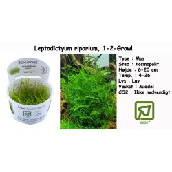 Leptodictyum riparium - Mos, 1-2-Grow! 