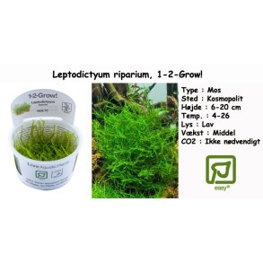 Leptodictyum riparium - Mos, 1-2-Grow! 