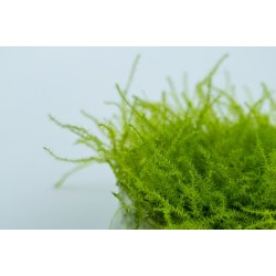 Leptodictyum riparium - Mos, 1-2-Grow! 