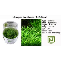 Lilaeopsis brasiliensis, 1-2-Grow! 