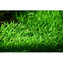 Lilaeopsis brasiliensis, Potte