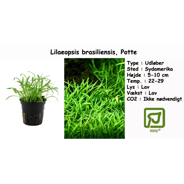 Lilaeopsis brasiliensis, Potte