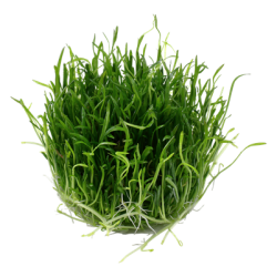 Lilaeopsis brasiliensis, 1-2-Grow! 