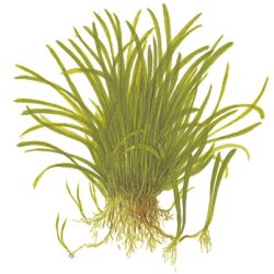 Lilaeopsis brasiliensis, Potte