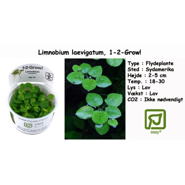 Limnobium laevigatum - Flydeplante, 1-2-Grow! 
