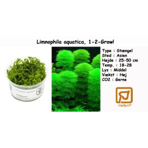 Limnophila aquatica, 1-2-Grow!