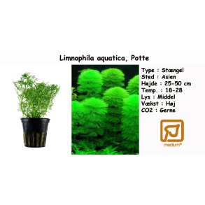 Limnophila aquatica, Potte