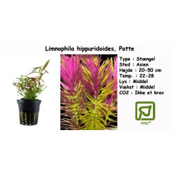 Limnophila hippuridoides, Potte