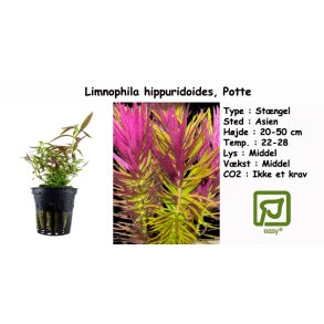 Limnophila hippuridoides, Potte