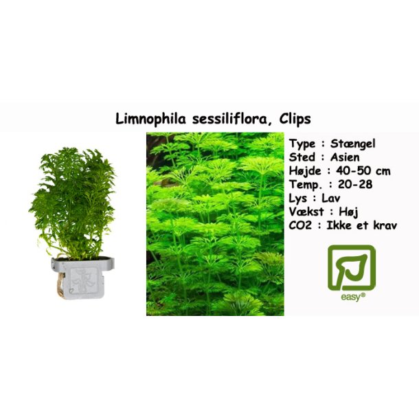 Limnophila sessiliflora, Clips