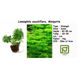 Limnophila sessiliflora, Minipotte