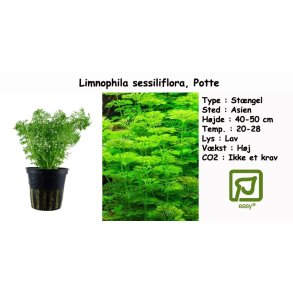 Limnophila sessiliflora, Potte
