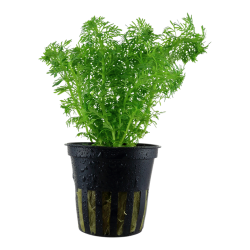 Limnophila sessiliflora, Potte