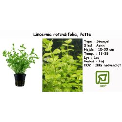 Lindernia rotundifolia, Potte