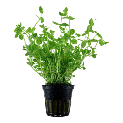 Lindernia rotundifolia, Potte