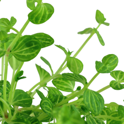 Lindernia rotundifolia, Potte