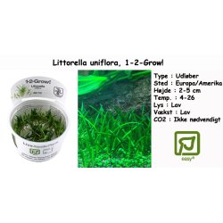 Littorella uniflora, 1-2-Grow! 