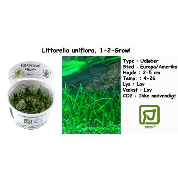 Littorella uniflora, 1-2-Grow! 