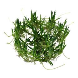 Littorella uniflora, 1-2-Grow! 