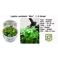Lobelia cardinalis 'Mini', 1-2-Grow! 