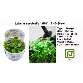 Lobelia cardinalis 'Mini', 1-2-Grow! 