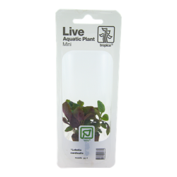 Lobelia cardinalis, Minipotte