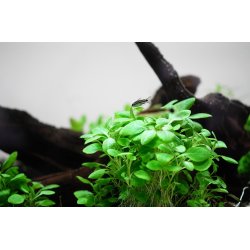 Lobelia cardinalis 'Mini', 1-2-Grow! 