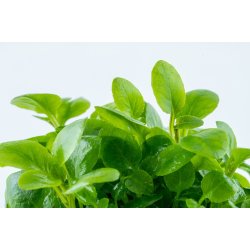 Lobelia cardinalis 'Mini', 1-2-Grow! 