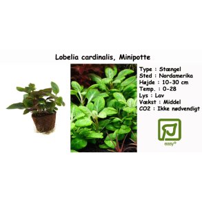 Lobelia cardinalis, Minipotte