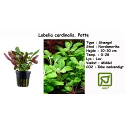 Lobelia cardinalis, Potte