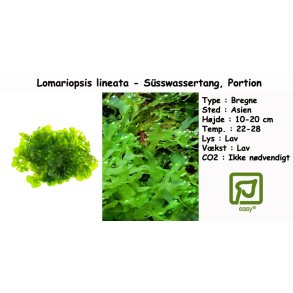 Lomariopsis lineata - S�sswassertang, Portion