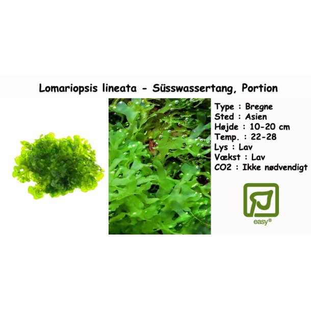 Lomariopsis lineata - S�sswassertang, Portion