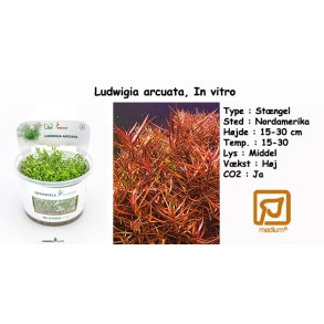 Ludwigia arcuata, In vitro
