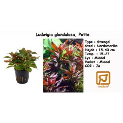 Ludwigia glandulosa, Potte