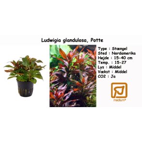 Ludwigia glandulosa, Potte