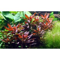 Ludwigia glandulosa, Potte