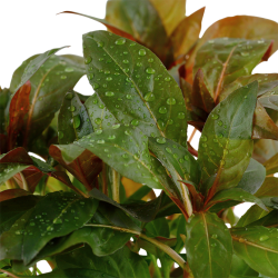 Ludwigia glandulosa, Potte