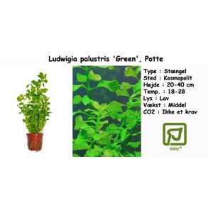 Ludwigia palustris 'green', Potte