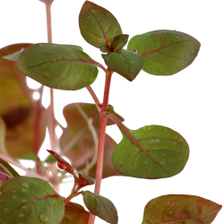 Ludwigia palustris 'super red', Potte