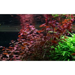 Ludwigia palustris 'super red', Clips