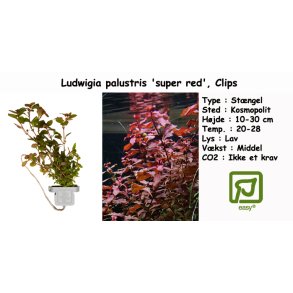 Ludwigia palustris 'super red', Clips