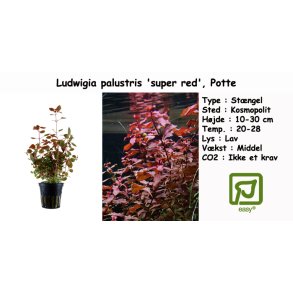 Ludwigia palustris 'super red', Potte