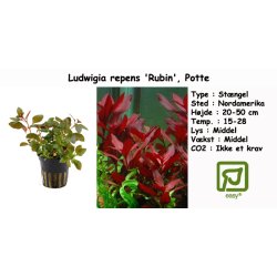 Ludwigia repens 'Rubin', Potte
