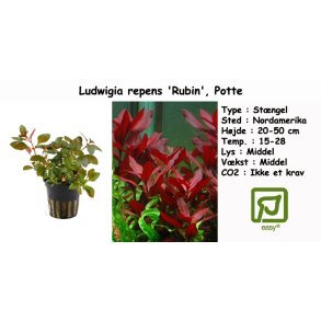 Ludwigia repens 'Rubin', Potte