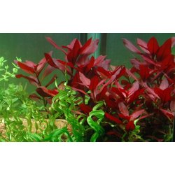 Ludwigia repens 'Rubin', Potte