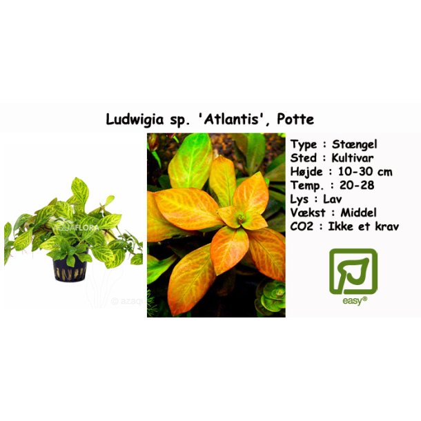 Ludwigia sp. 'Atlantis', Potte