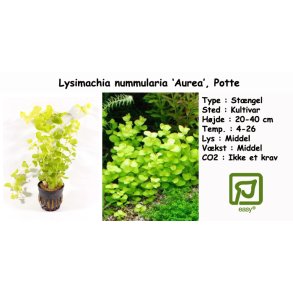 Lysimachia nummularia 'Aurea', Potte