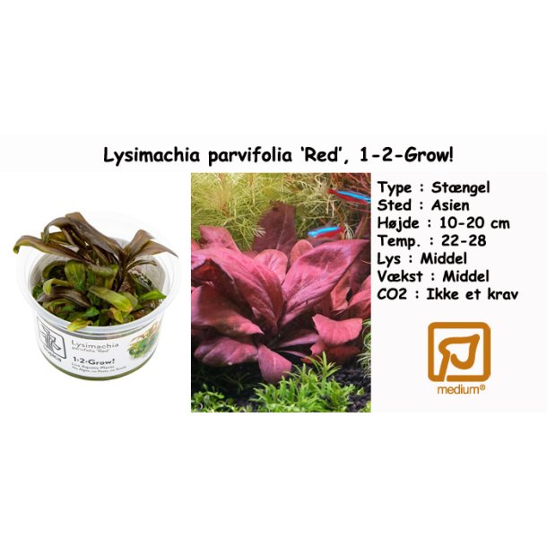Lysimachia parvifolia 'Red', 1-2-Grow!