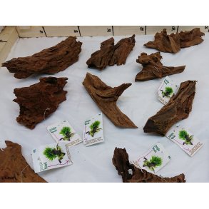 Mangrove Rod, 10-20 cm, assorteret