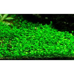 Marsilea minuta, 1-2-Grow! 
